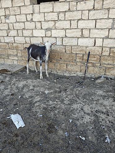 bakida cins ineklerin satisi: Her ikisi satilir. fevralda 2yasdari olacag. heyvanlar qobu kendindedi — 3