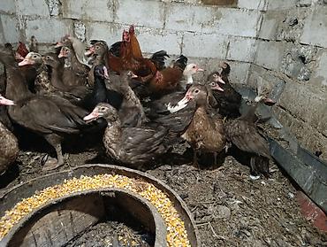 кунан ат: Селезни и утки 11 селезней 15 уток цена уток 700 сом селезни 1400 — 4