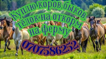 купить лошадь в киргизии: Куплю | Коровы, быки, Лошади, кони | На откорм, Круглосуточно, Самовывоз