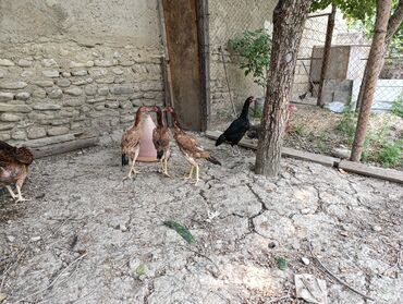 toy quşu: Heyrati fərə.Heyrati fərələr satilir fevralin ortalari çixb hələ 5