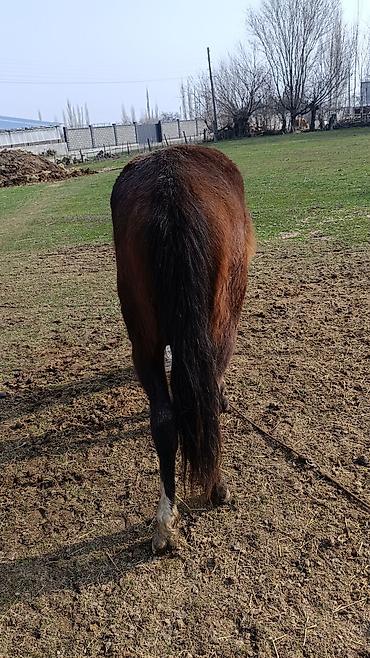 Лошади, кони: Продаю | Жеребенок | Полукровка — 4