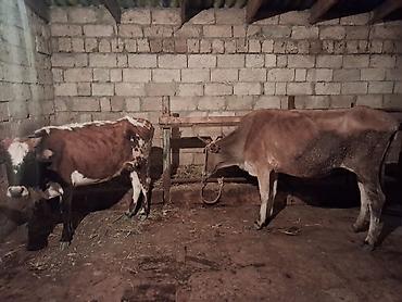 simental inekler satilir: 2 dene Heyvandi qirmizi ala Bogazdi 3 cu qarin 2 aylig Sari inekde — 8