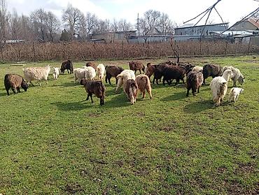 Козы, козлы: Продаю | Коза (самка), Козлёнок | Полукровка, Нубийская | На забой, Для разведения, Для молока | Племенные, Котные at lalafo.kg — 2 Козы, козлы: Продаю | Коза (самка), Козлёнок | Полукровка, Нубийская | На забой, Для разведения, Для молока | Племенные, Котные — 2