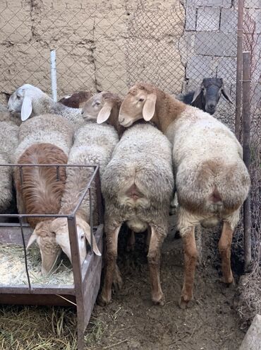 домик для собака: Продаю | Баран (самец) | Для разведения