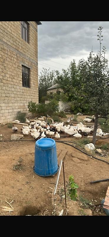 qus yarim tip: Məhsul: Qaz və ördək sürüsü Təsvir: - Ev şəraitində saxlanılan iri — 2