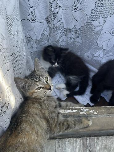 кошка шатланка: Котята, помет из 4 малышей, домашние. - Окрас: белый с нежно-розовыми — 6