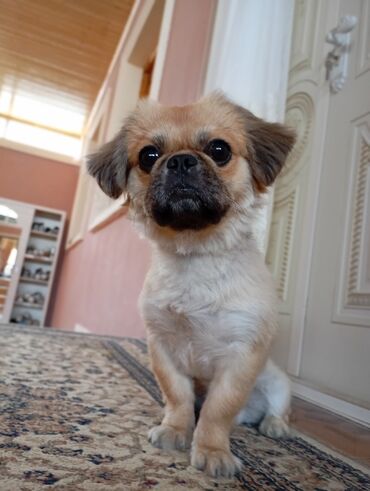 İtlər: Pekines, 10 ay, Erkek, Ödənişli çatdırılma