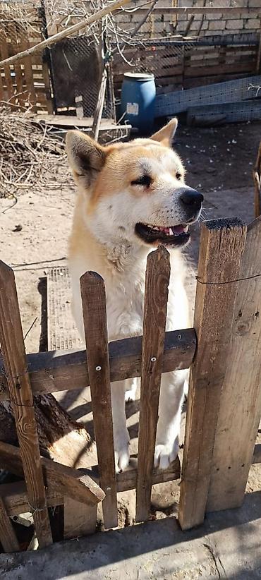 pekines iti: Akita-inu, 1 il, Dişi, Peyvəndli, Ünvandan götürmə — 3