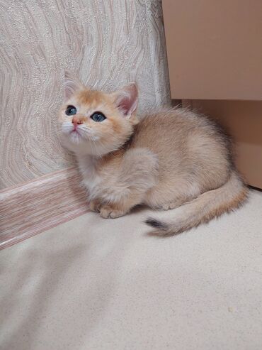 Pişiklər: Şotland, Dişi, Yaxşı əllərə, Ünvandan götürmə — 1