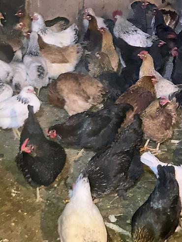 Куры, петухи: Продаю | Куры | Домашняя | Несушки — 3