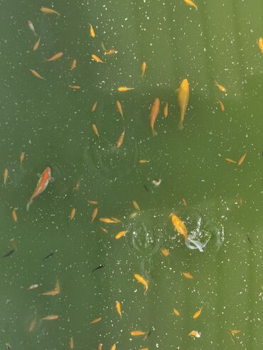 Balıqlar: Koi, Sülhsevər, Ünvandan götürmə -da lalafo.az — 9 Balıqlar: Koi, Sülhsevər, Ünvandan götürmə — 9