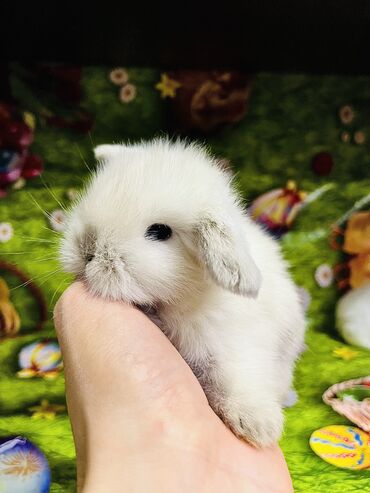 Dovşanlar: Salam🖐🏻.Her biri real dovşan şekilleridir öz heyetimde saxladığım — 10