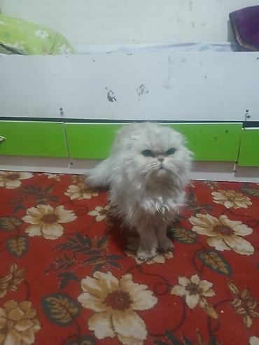 Продажа кошек: Скоттиш-фолд (шотландская вислоухая кошка). - Тип: домашний питомец — 10