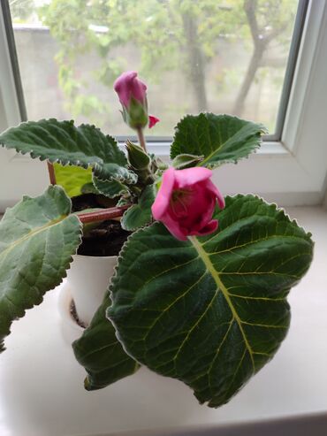 Другие комнатные растения: Глоксиния.2 года. сейчас как раз цветет. доставка платная. или