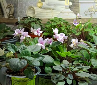 Фиалки и глоксинии: В продаже детки,пасынки сортовых мини и полумини фиалок 🌺🌿🌺 at lalafo.kg — 3 Фиалки и глоксинии: В продаже детки,пасынки сортовых мини и полумини фиалок 🌺🌿🌺 — 3