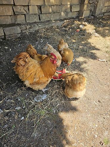 kuban toyuqlari: Toyuq, Orpington, Yumurtalıq, Ödənişli çatdırılma — 4