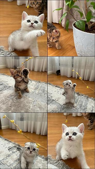 Pişiklər: Şotland — 2