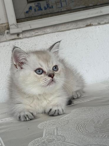 Pişiklər: Britan — 6