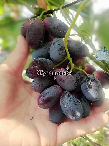 Виноград: НОВИНКИ СЕЛЕКЦИИ ВИНОГРАДА ПРЕМИАЛЬНОГО УРОВНЯ ! ДОМАШНИЙ СЛАДКИЙ — 14