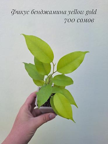 Фикустар: 🪴 Фикусы разных сортов в продаже. 🌿 Названия сортов и цены указаны на — 9