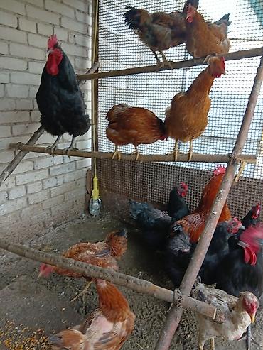 Птицы: Продаю — 8