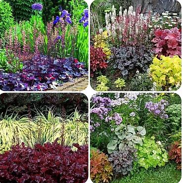 Другие садовые цветы и кустарники: Продаю гейхеру. В коллекции более 80 сортов. Звоните по тел. Вацап — 26