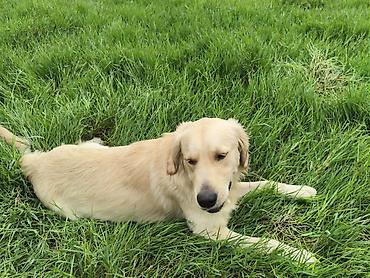 labrador it: Retriever — 2