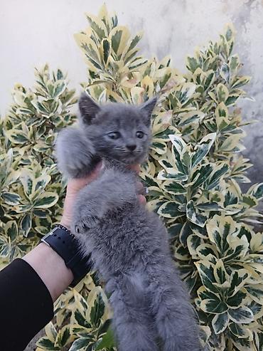 imisli yemi: Boz tüklü pişik balası – qısa/orta uzunluqda, yumşaq və sıx püsküllü — 4