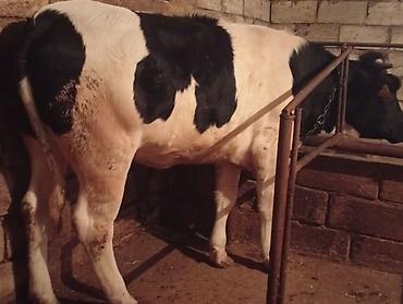 inək simental: Damazliq Real alıcılar Zeng Etsin Boşuna Zeng eleme — 1