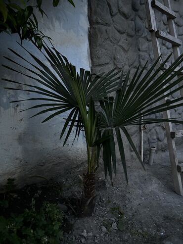 mal dili bitkisi: Palma ağacı 15