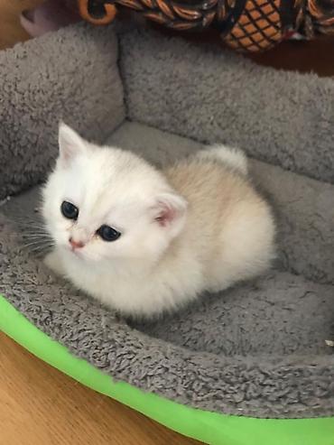 Pişiklər: Şotland yastı qulaq, Erkək, Dişi, Yaxşı əllərə, Ünvandan götürmə, Ödənişli çatdırılma, Pulsuz çatdırılma — 10