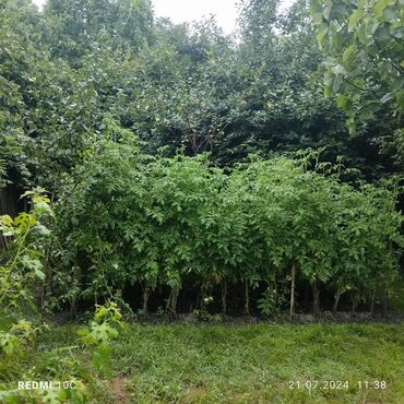 Torpaq sahələrinin satışı: 25 sot, Kupça (Çıxarış) -da lalafo.az — 14 Torpaq sahələrinin satışı: 25 sot, Kupça (Çıxarış) — 14