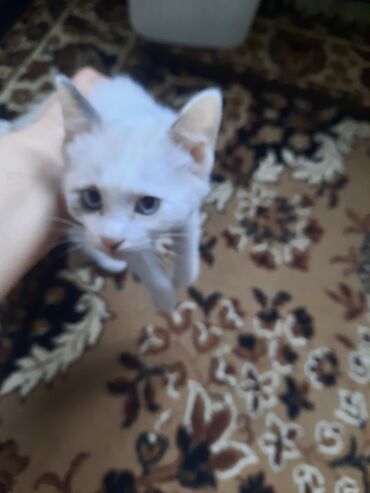 сиамский котёнок: Котёнок 🐱 беленький приучен. Отдам в добрые руки в очень добрые руки 😭