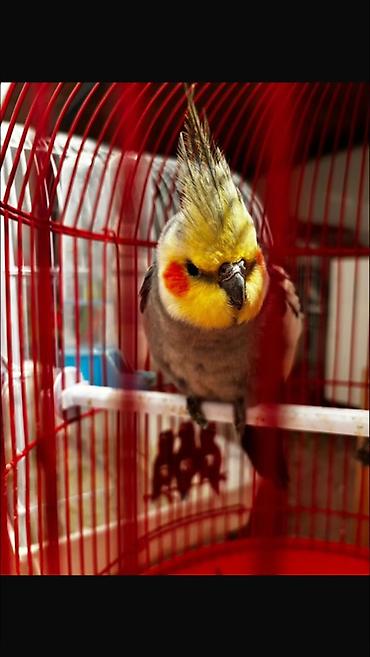 Tutuquşları: Hazır korella cütləri satılır cütü 60 manat hər iki cütü götürən olsa — 3