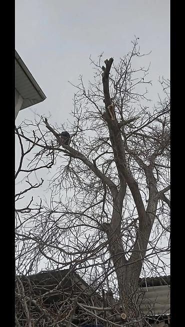 Спил деревьев, заготовка дров: Предлагается профессиональная услуга по обрезке и удалению деревьев — 6