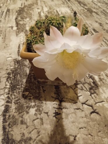 Toxumlar: Растения на заказ и в продаже кому интересно пишите -da lalafo.az — 8 Toxumlar: Растения на заказ и в продаже кому интересно пишите — 8