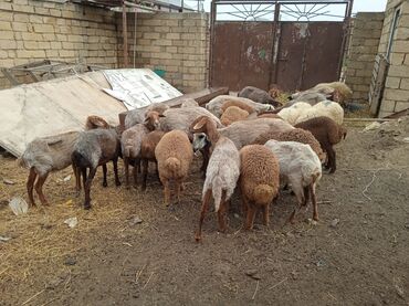 unvan az qoyun satilir: Dişi, Qala, il: 2, 50 kq, Damazlıq, Ünvandan götürmə
