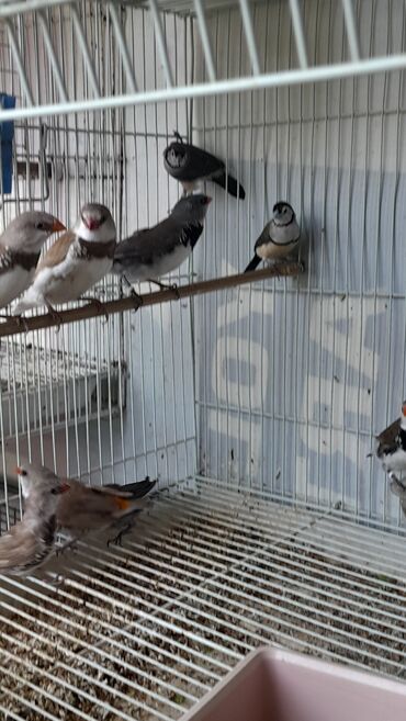 Amadinlər: Amadin brilyant.cutu 350 man