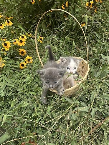 Мышык бекер берем: Котята, 2 малыша. На фото — один серый котёнок и один бело-серый. Серо — 2