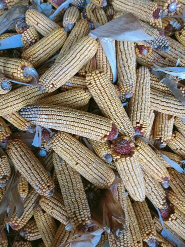 корм для животных: Продаю кукуруза в початками сухой
