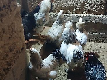 Куры, петухи: Продаю | Куры | Домашняя | Для разведения — 9