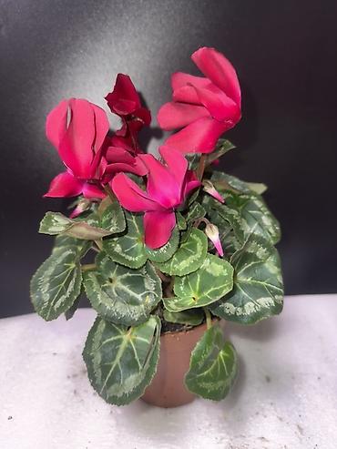 Антуриумы: Антуриум (Anthurium andreanum) в горшке - Компактное комнатное — 9