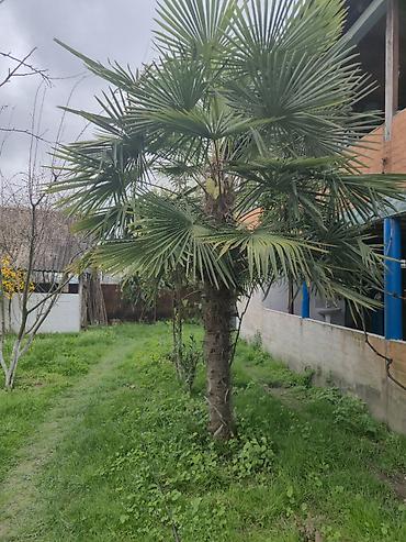 kəpənək dekor: Palma ağacı satılır. - Növ: Fan formalı yarpaqlı palma (landşaft üçün — 1
