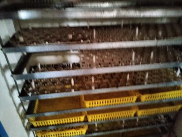 İnkubatorlar: İran, Tam avtomat — 9