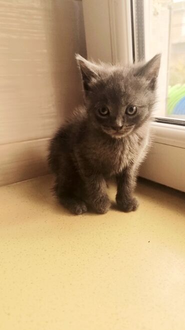 Pişiklər: Şotland, Erkək, Ünvandan götürmə, Ödənişli çatdırılma -da lalafo.az — 7 Pişiklər: Şotland, Erkək, Ünvandan götürmə, Ödənişli çatdırılma — 7