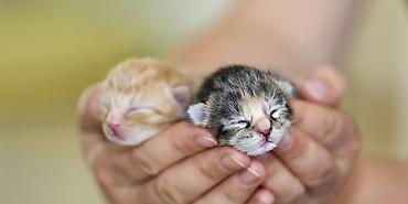 Вязка кошек: Котята новорождённые Здравствуйте! 🙏 Очень нужна помощь. У меня — 1