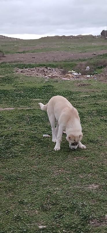 İtlər: Qurdbasar, 4 ay, Dişi — 13