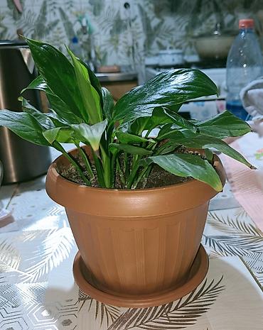 опрыскивать: Спатифиллум (Spathiphyllum) в горшке - Компактный куст с плотной — 1