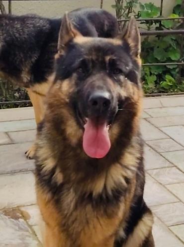 Alman çoban iti, 3 il, Dişi, Ödənişli çatdırılma lalafo.az -da Alman çoban iti, 3 il, Dişi, Ödənişli çatdırılma
