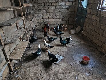 Ördəklər: Satılır: ördək və toyuq/quzuqoyun qarışıq həyət quşları - Növlər — 10